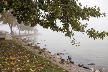 Balaton gölündeki ördekler