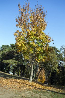 Balatonboglar 'daki sonbahar parkı