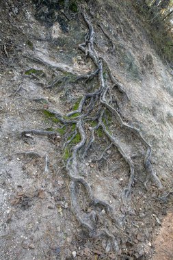Buda dağlarında bir ağacın kökleri