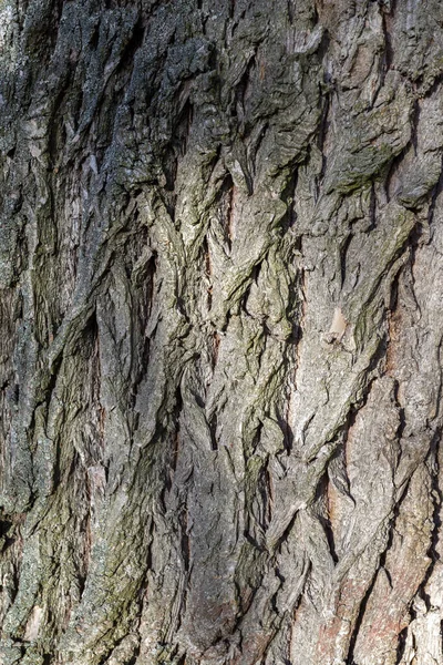 Primer plano de una corteza de árbol — Foto de Stock