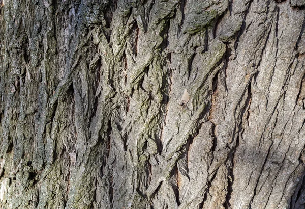 Primer plano de una corteza de árbol — Foto de Stock