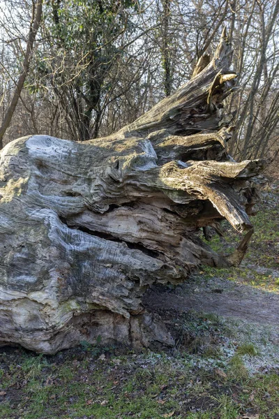 The famous Rakoczi tree near Paradfurdo — Stock Image The famous Rakoczi tree near Paradfurdo Stock Picture