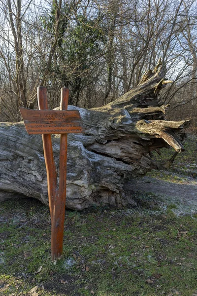 The famous Rakoczi tree near Paradfurdo — Stock Image The famous Rakoczi tree near Paradfurdo Stock Photo