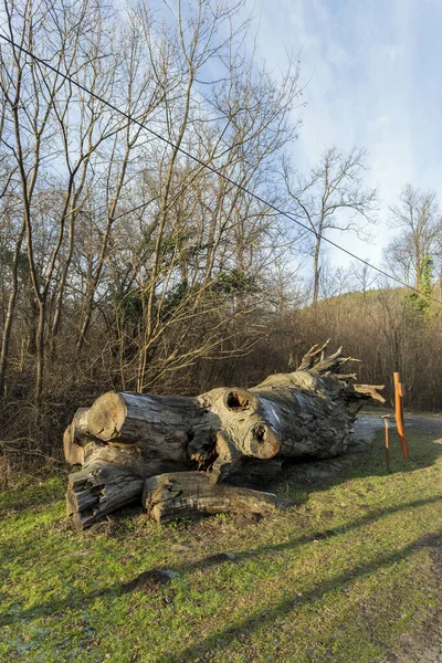 The famous Rakoczi tree near Paradfurdo — Stock Image The famous Rakoczi tree near Paradfurdo Stock Image