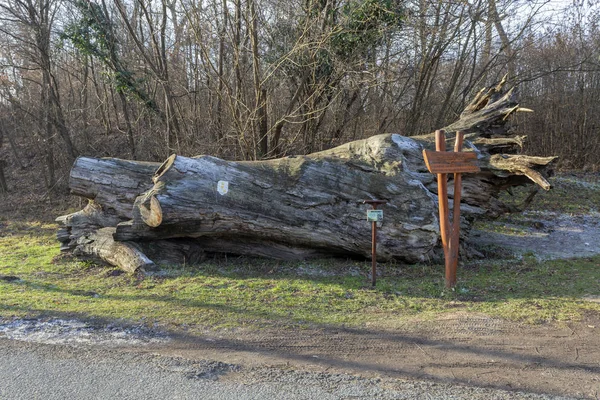 The famous Rakoczi tree near Paradfurdo — Stock Image The famous Rakoczi tree near Paradfurdo Stock Image