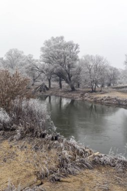 Kış günü Sajo nehri boyunca buzlu ağaçlar.