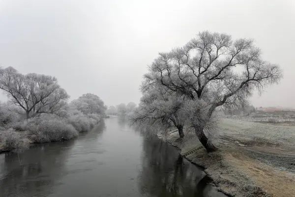 Frosty trees along the river Sajo on a winter day — 스톡 사진