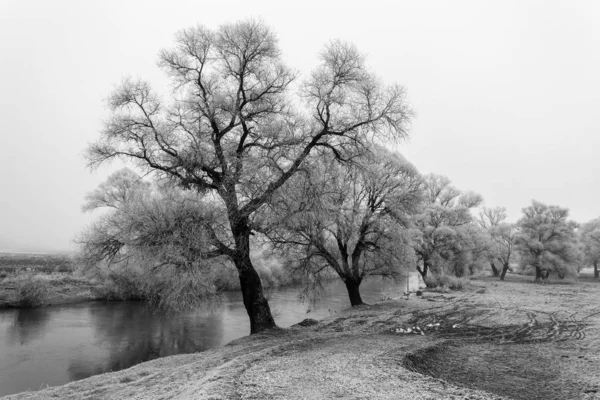 Árvores geladas ao longo do rio Sajo em um dia de inverno — Fotografia de Stock