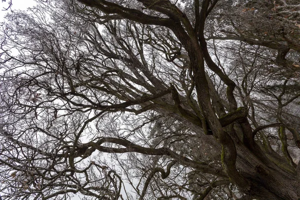 Jardim do Palácio Karolyi em Fuzerradvany, Hungria — Fotografia de Stock