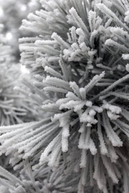 Çam ağacının iğnelerinde beyaz don