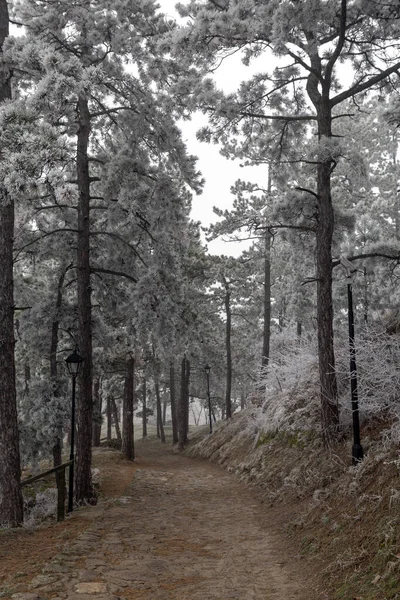 Морозні сосни в зимовому лісі — стокове фото