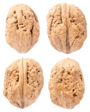 izole beyaz zemin üzerine ceviz