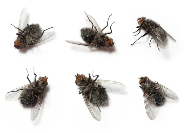 Flies isolated on white background — Stock Photo, Image