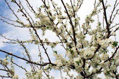 Cherry blossom on a sunny day in April