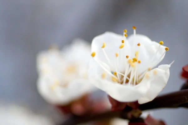 Fleur de cerisier par une journée ensoleillée en avril — Photo