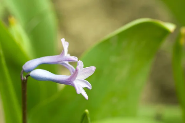 Close up shot of a hyacinth flower on a sunny spring day — Stok fotoğraf