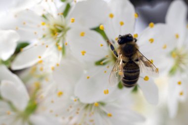 A honeybee visits a white flowering flower to gather nectar