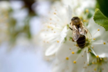 A honeybee visits a white flowering flower to gather nectar