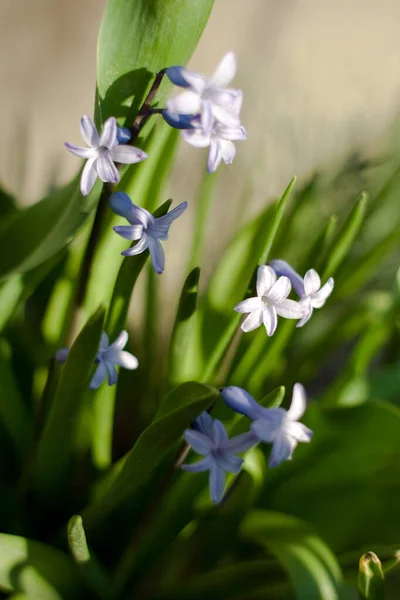 Close up shot van een hyacint bloem op een zonnige lentedag — Stockfoto