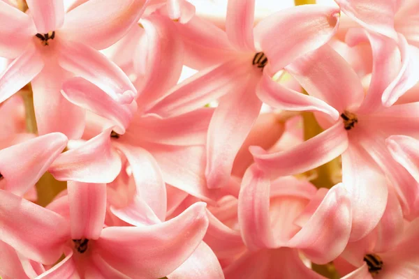 Close up shot of a hyacinth flower on a sunny spring day — Stock Photo, Image