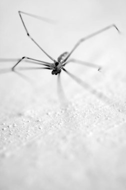 Daddy-long-legs spider on a white wall
