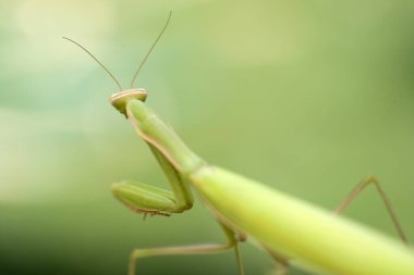 Close up shot of a Praying Mantis in front of a colorful background
