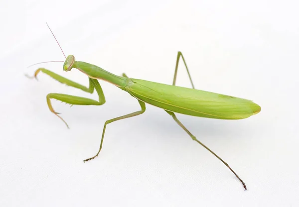 Close up shot of a Praying Mantis on white background — Stock Photo, Image