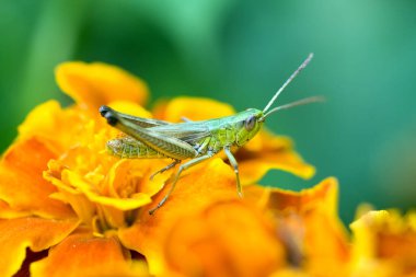 Green grasshopper sitting on flower petals