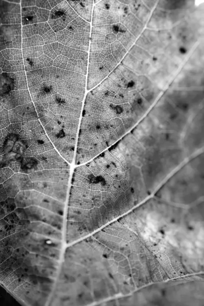 Colpo da vicino di una foglia — Foto Stock