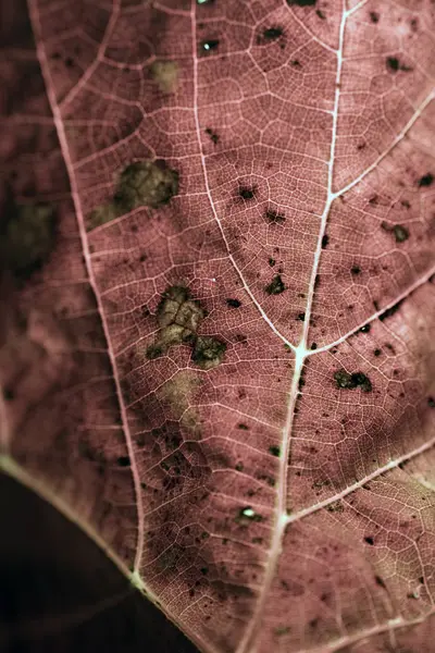 El primer plano de la hoja — Foto de Stock