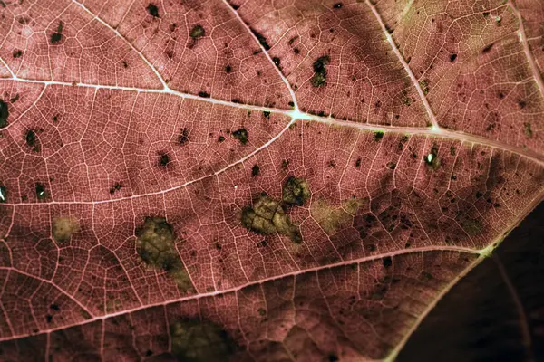 Zblízka střílel list — Stock fotografie