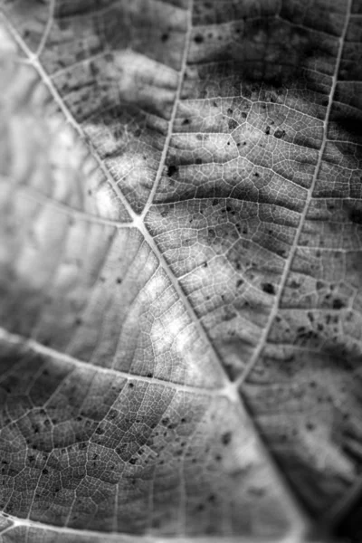 El primer plano de la hoja — Foto de Stock