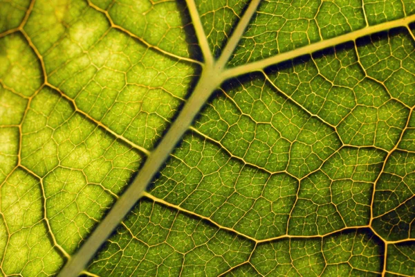 Bir yaprak bir kadeh kapatmak — Stok fotoğraf