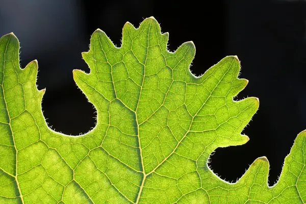 Bir yaprak bir kadeh kapatmak — Stok fotoğraf