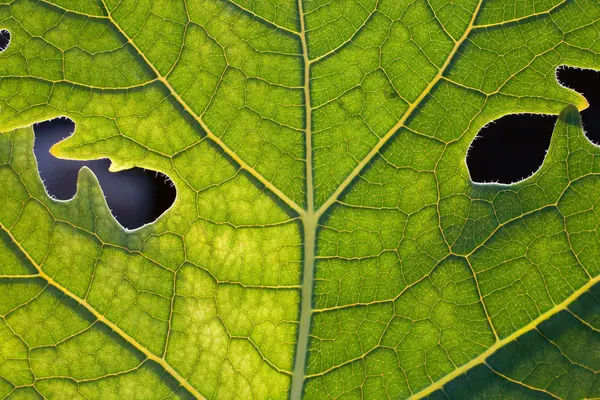 Bir yaprak bir kadeh kapatmak — Stok fotoğraf