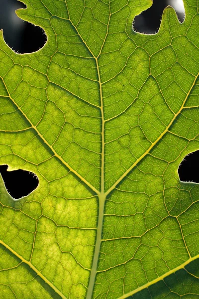 Bir yaprak bir kadeh kapatmak — Stok fotoğraf