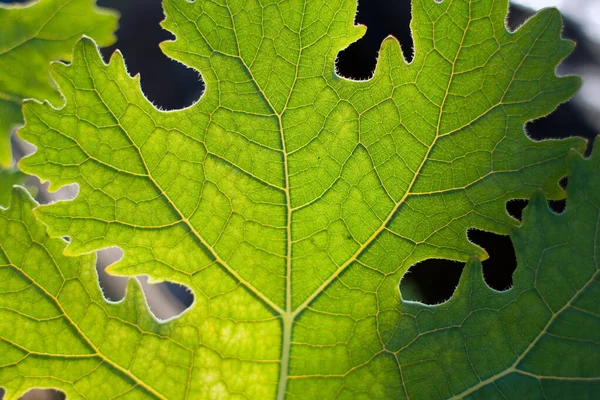 El primer plano de la hoja — Foto de Stock