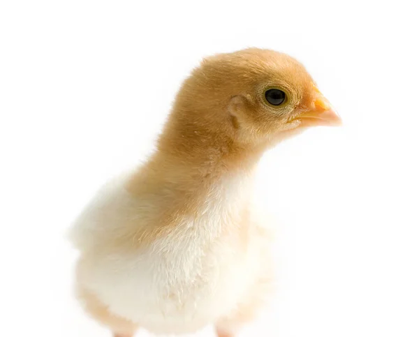 Primer plano de un pollito aislado en el fondo — Foto de Stock