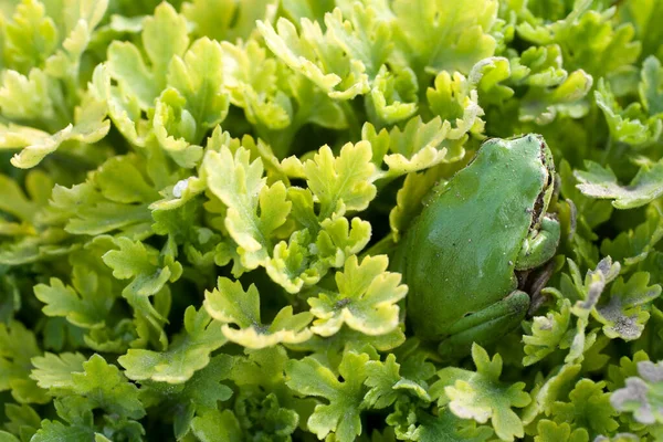 Tree frog sitting on leaves — Stock Photo, Image