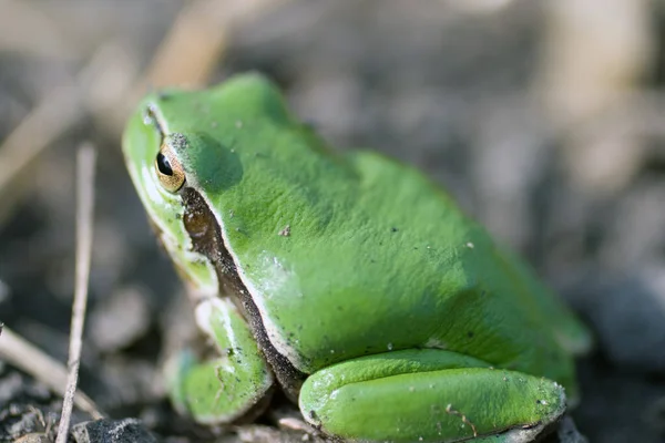 Tree frog sitting on ground