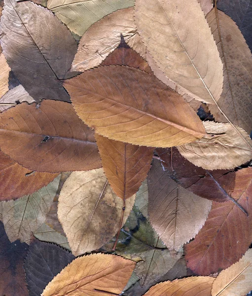 Zblízka střílel podzimní listí — Stock fotografie