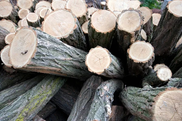 Fechar foto de troncos de madeira — Fotografia de Stock