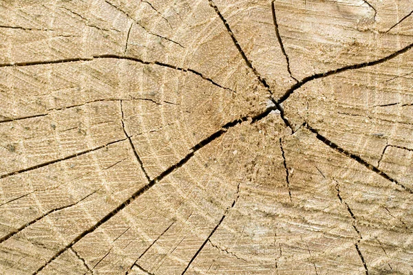 Feche o tiro de um log de madeira — Fotografia de Stock