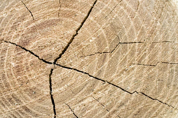 Primer plano de un tronco de madera — Foto de Stock