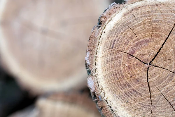 Fechar foto de troncos de madeira — Fotografia de Stock