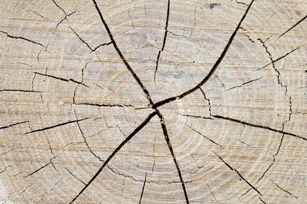 Крупним планом знімок дерев'яного колоди — стокове фото
