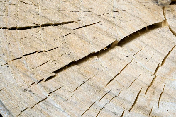 Feche o tiro de um log de madeira — Fotografia de Stock