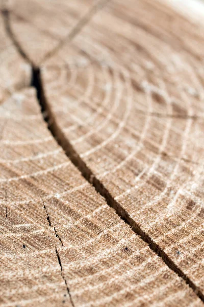 Feche o tiro de um log de madeira — Fotografia de Stock