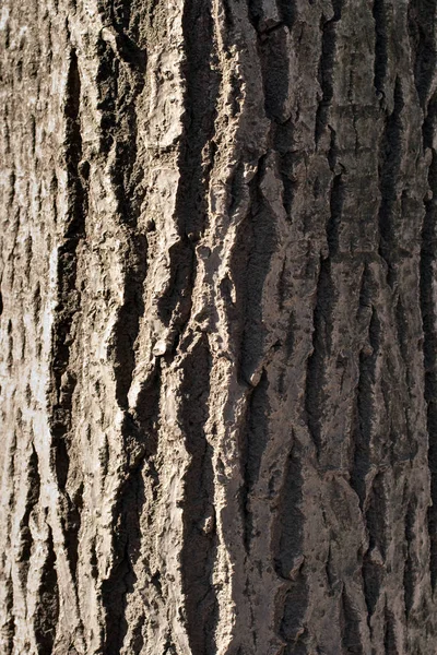 Um close-up dos padrões de casca de árvore — Fotografia de Stock