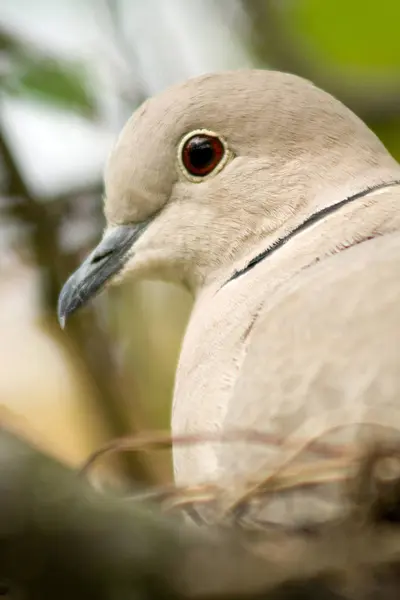 Close up shot of a wood pigeon in a nest — Stock Photo, Image